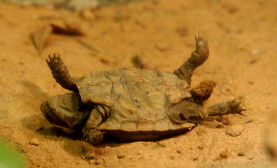 [The tortoise is on its back in the sand with its legs flailing.]
